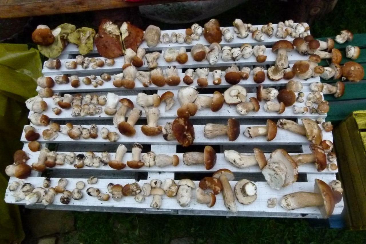 Agroturystyka U Psotki Kuzmina Exterior foto